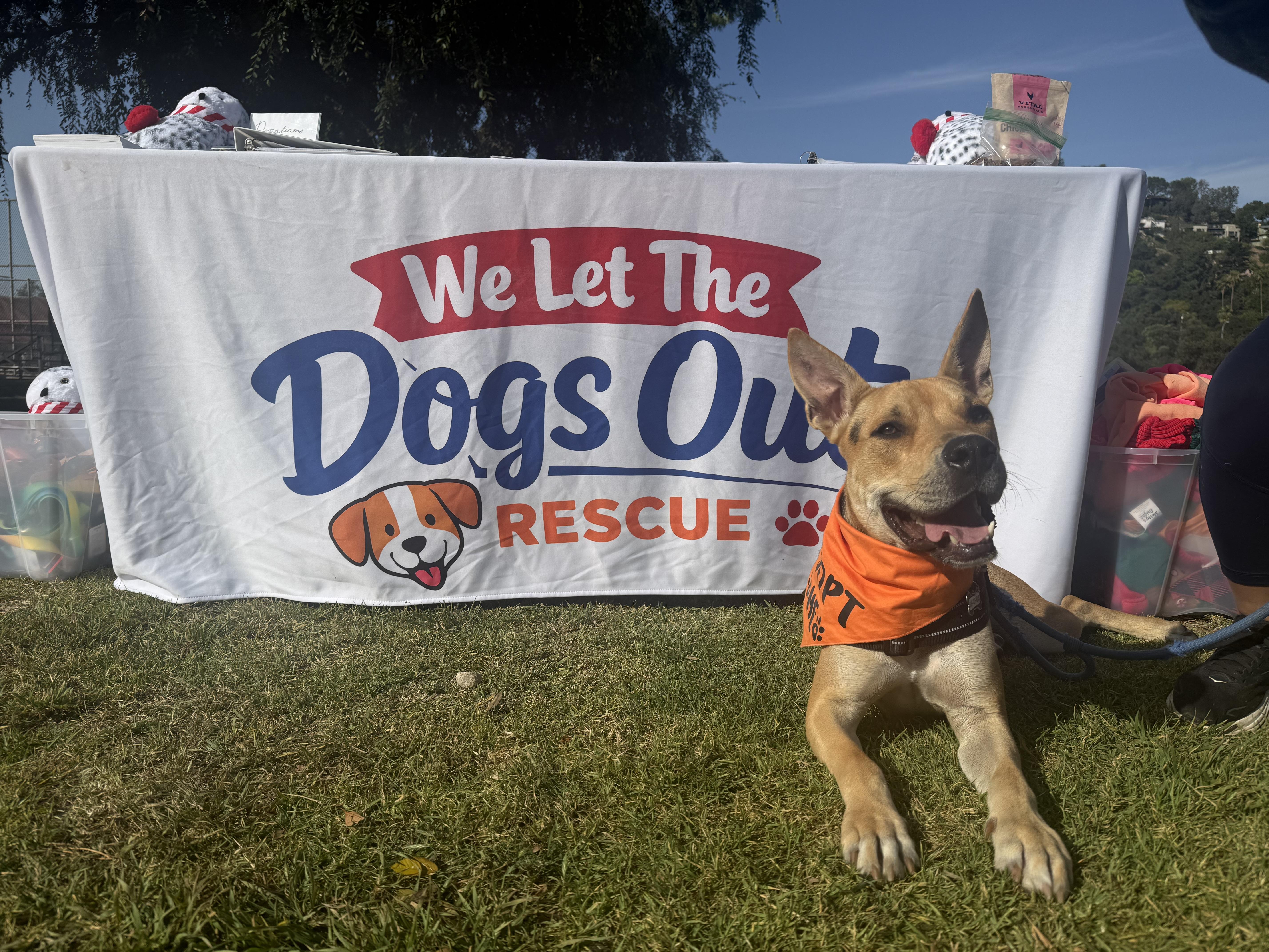 Braxton, a Adoptable mixed breed in Los Angeles , CA image 3/6
