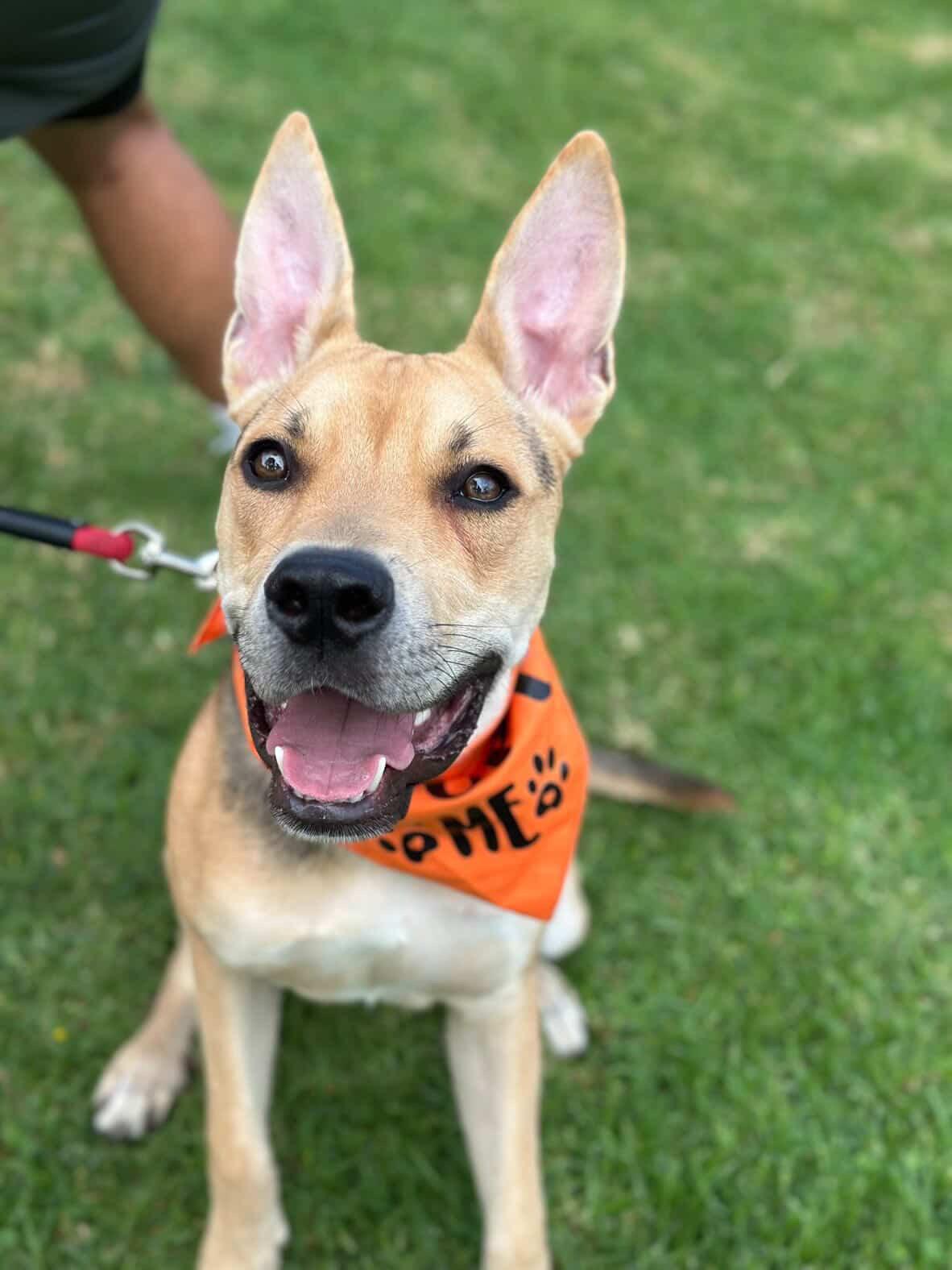 Braxton, a Adoptable mixed breed in Los Angeles , CA image 2/6