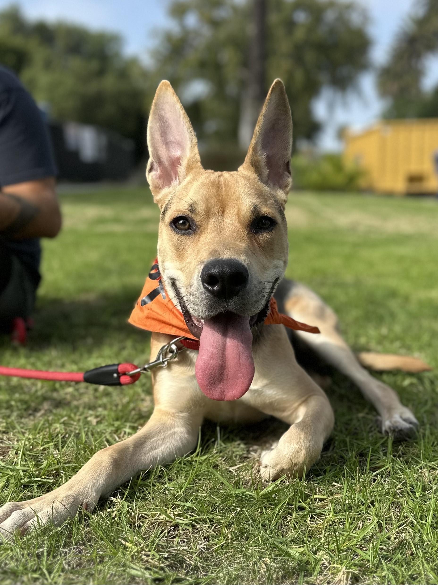 Enlarge Braxton, a Adoptable mixed breed in Lakeside, CA image 1/5