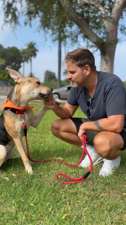 Enlarge Braxton, a Adoptable mixed breed in Lakeside, CA video 5/5