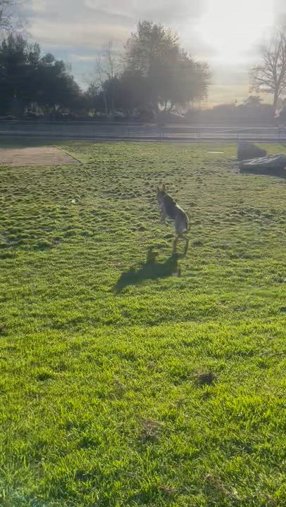 Enlarge Braxton, a Adoptable mixed breed in Los Angeles , CA video 6/6