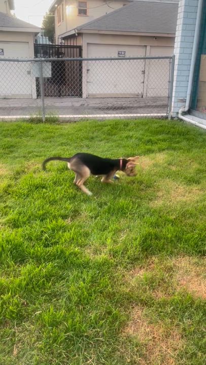 Enlarge Braxton, a Adoptable mixed breed in Lakeside, CA video 4/5