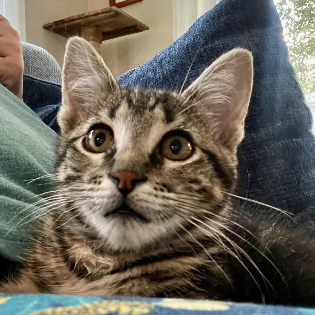 Enlarge Pringles, a ADOPTABLE Domestic Short Hair in Houston, TX image 2/4