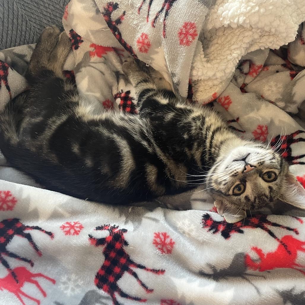 Enlarge Pringles, a ADOPTABLE Domestic Short Hair in Houston, TX image 4/4