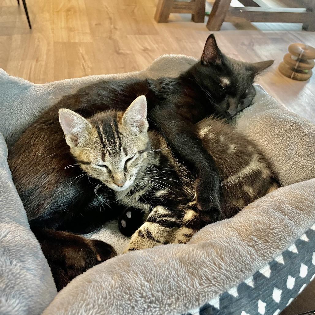 Enlarge Pringles, a ADOPTABLE Domestic Short Hair in Houston, TX image 3/4