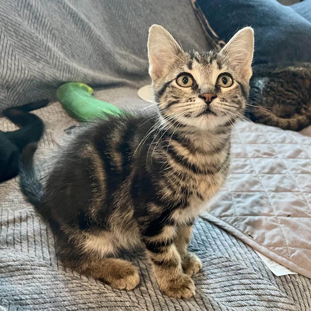 Pringles, ADOPTABLE, Young Male Domestic Short Hair.