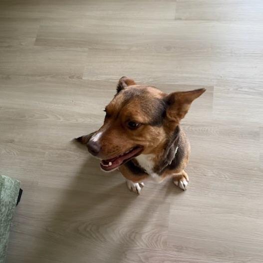 Enlarge Fiona, a Adoptable mixed breed in Tacoma, WA image 1/6