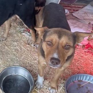 Enlarge Fiona, a Adoptable mixed breed in Tacoma, WA image 2/6