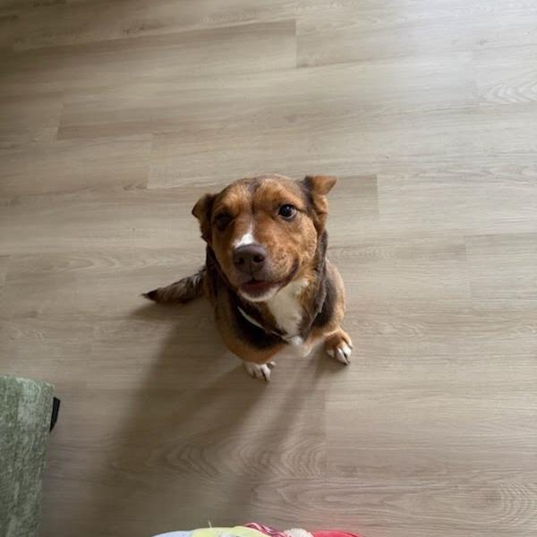 Enlarge Fiona, a Adoptable mixed breed in Tacoma, WA image 3/6