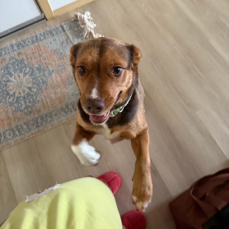 Enlarge Fiona, a Adoptable mixed breed in Tacoma, WA image 4/6