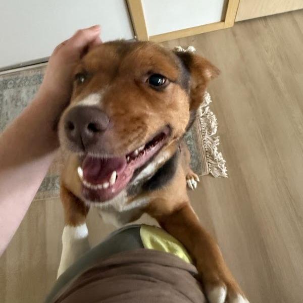 Enlarge Fiona, a Adoptable mixed breed in Tacoma, WA image 5/6