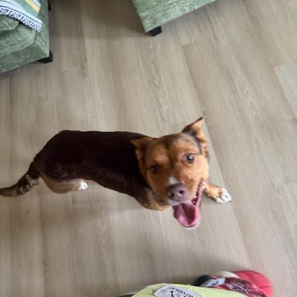 Enlarge Fiona, a Adoptable mixed breed in Tacoma, WA image 6/6