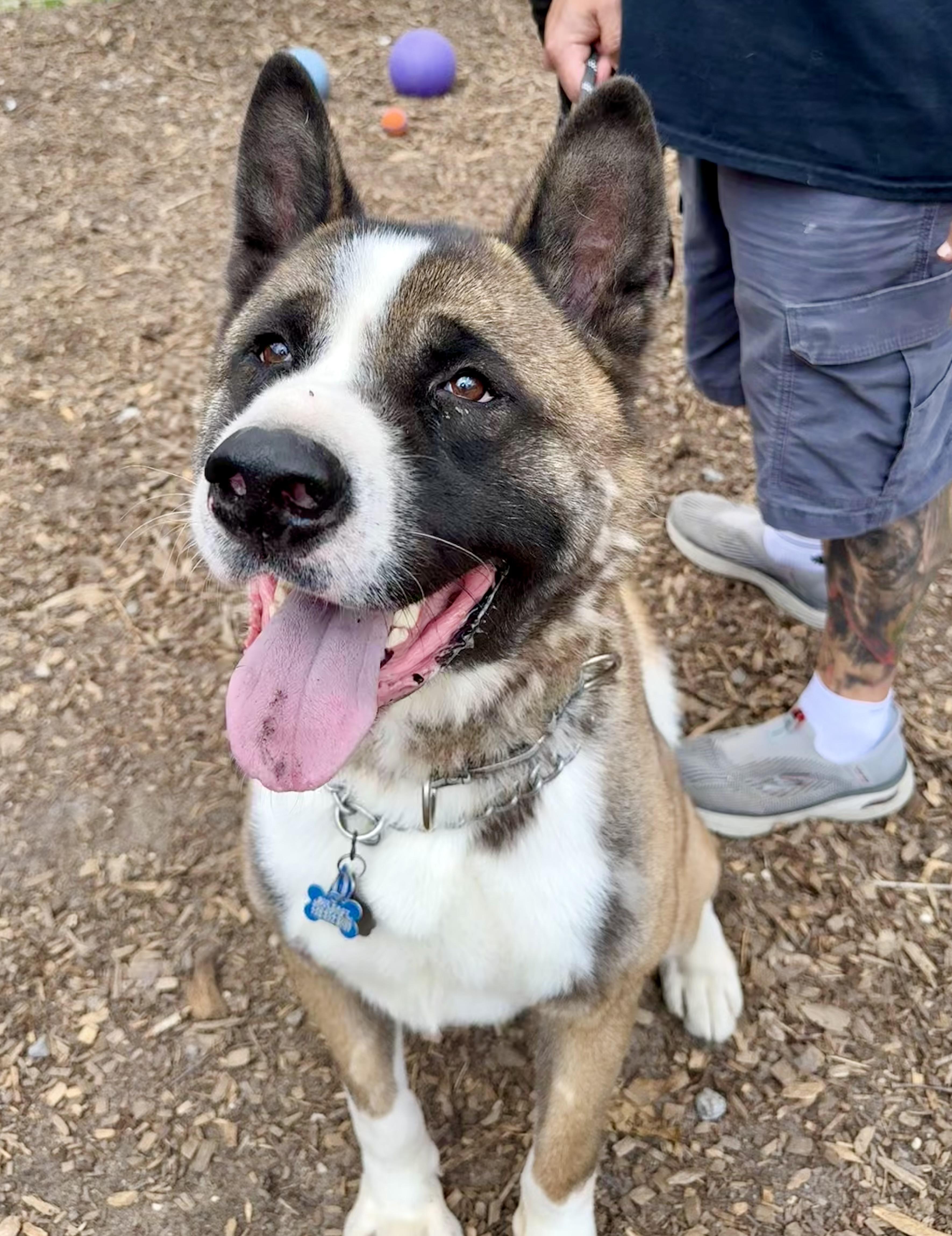 Enlarge Colt ( Palmer ) , a ADOPTABLE Akita in Toms River, NJ image 1/5