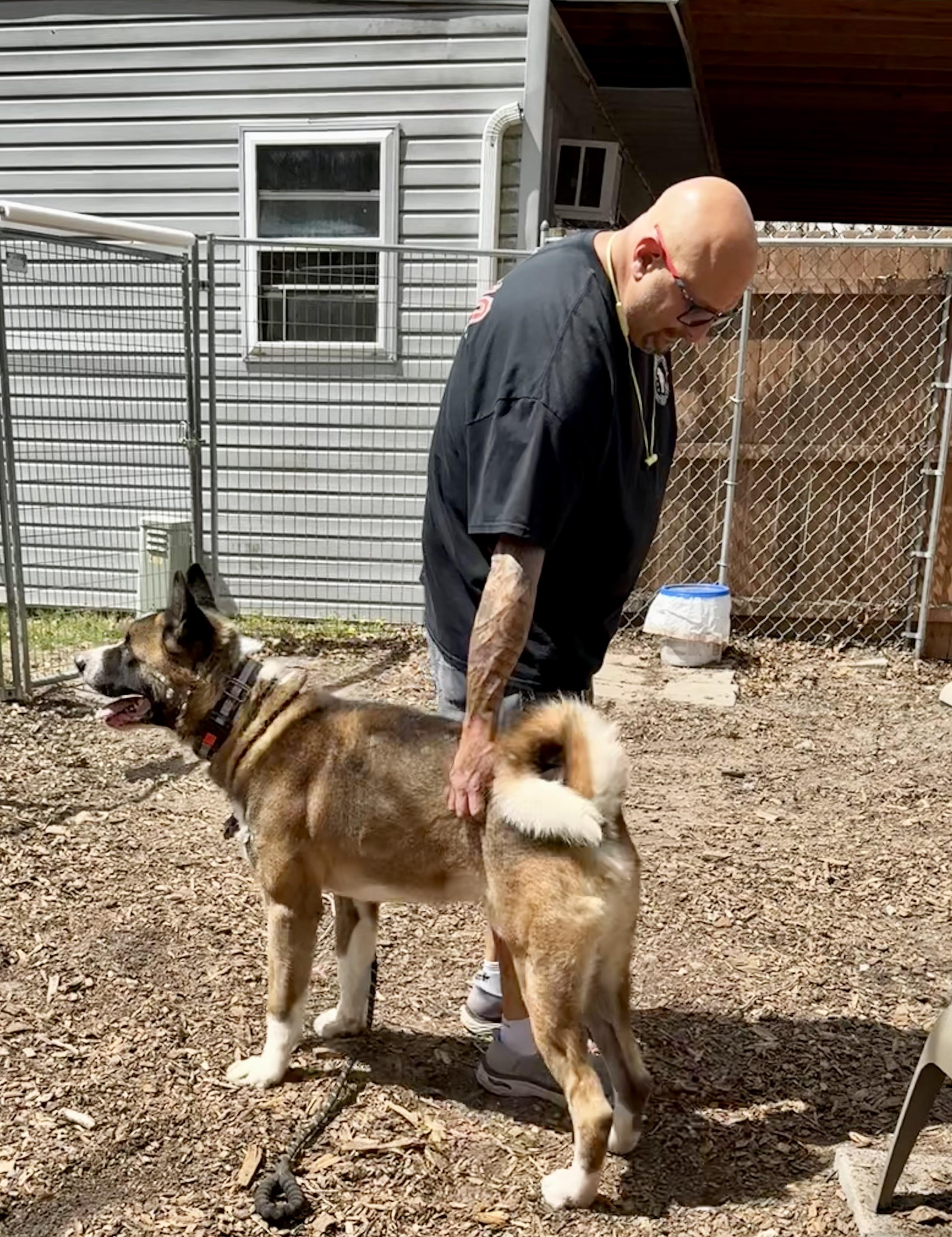Enlarge Colt ( Palmer ) , a ADOPTABLE Akita in Toms River, NJ image 3/5