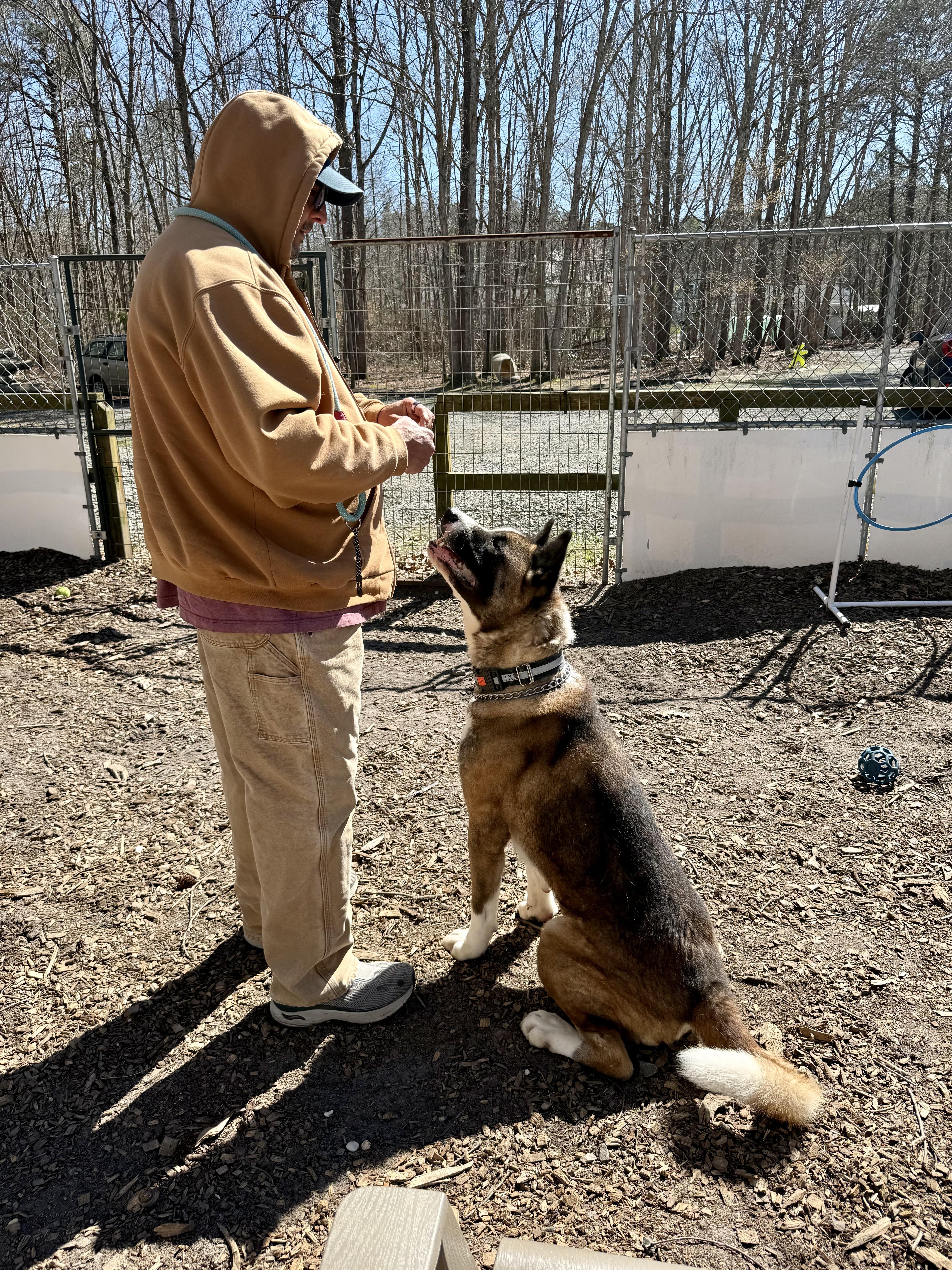 Enlarge Colt ( Palmer ) , a ADOPTABLE Akita in Toms River, NJ image 5/5