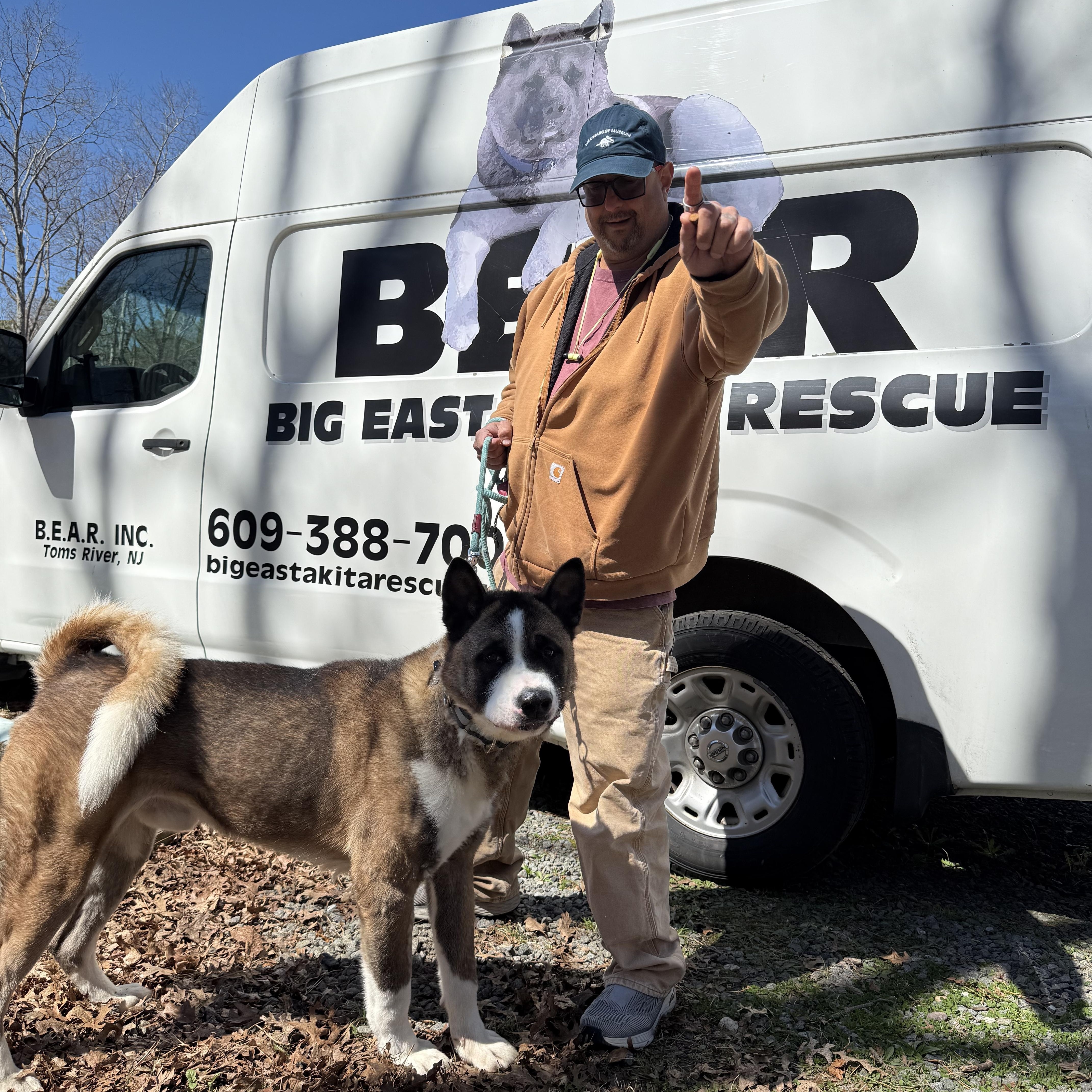 Enlarge Colt ( Palmer ) , a ADOPTABLE Akita in Toms River, NJ image 2/5