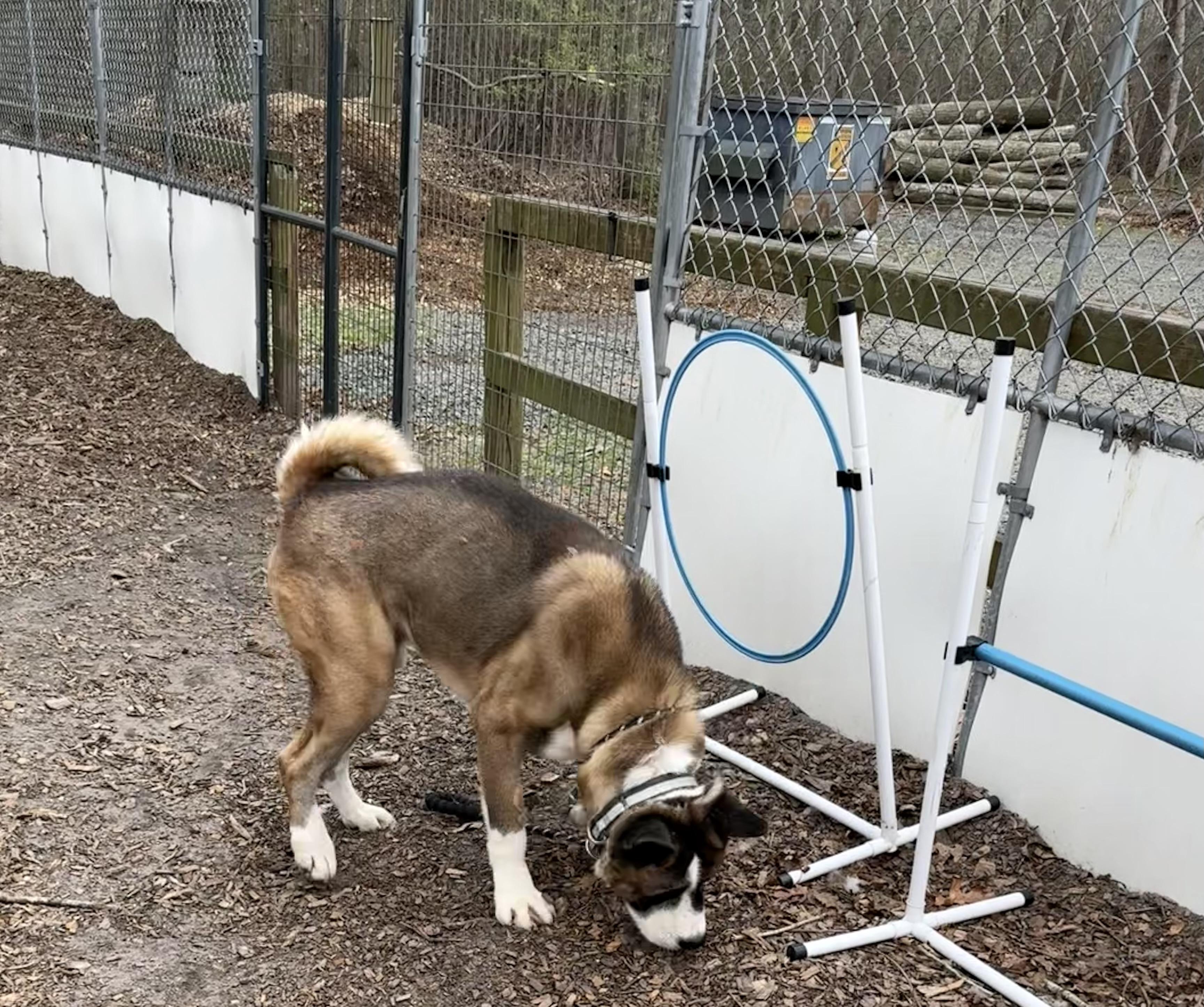 Enlarge Colt ( Palmer ) , a ADOPTABLE Akita in Toms River, NJ image 4/5