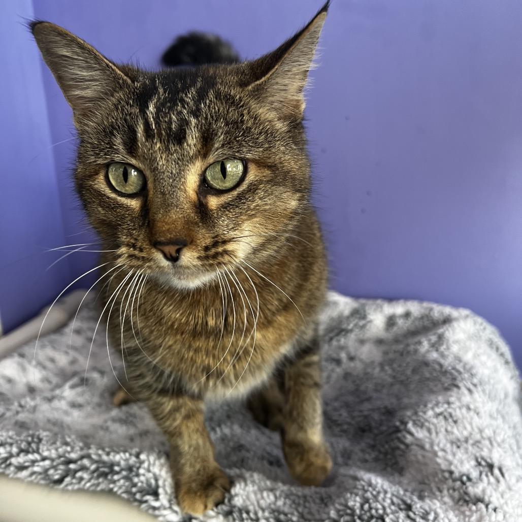 Eva, Adoptable, Adult Female Domestic Short Hair.