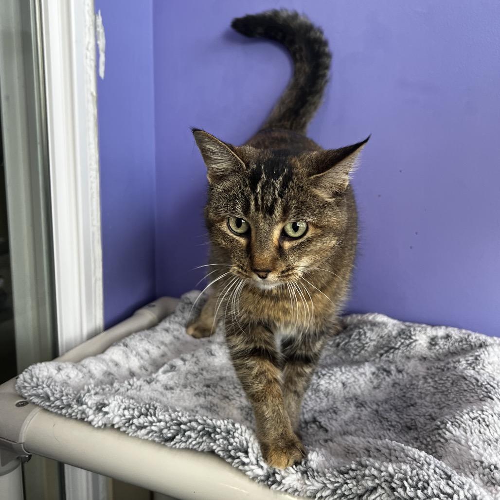 Enlarge Eva, a Adoptable Domestic Short Hair in Mankato, MN image 2/2