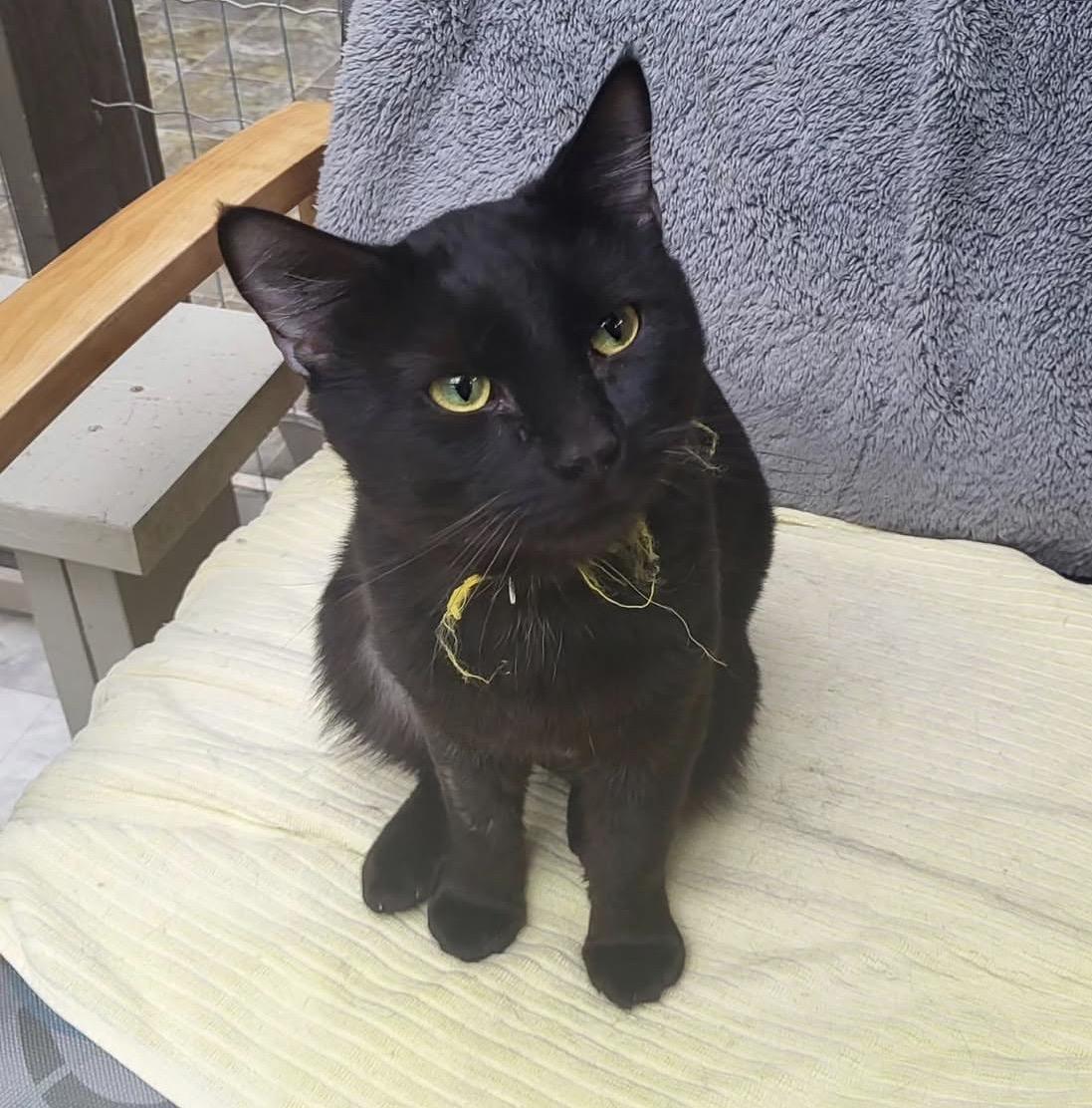 Enlarge Verano, a ADOPTABLE Domestic Short Hair in Maple Ridge, BC image 2/6