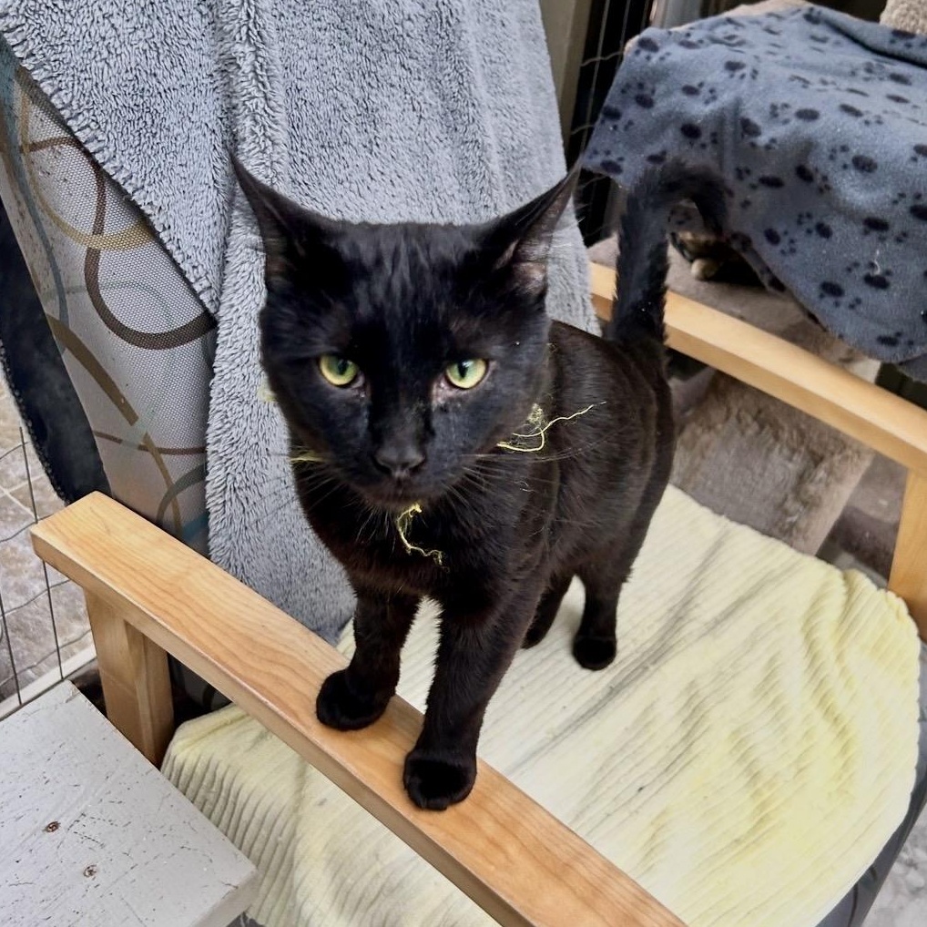 Verano, ADOPTABLE, Young Male Domestic Short Hair.