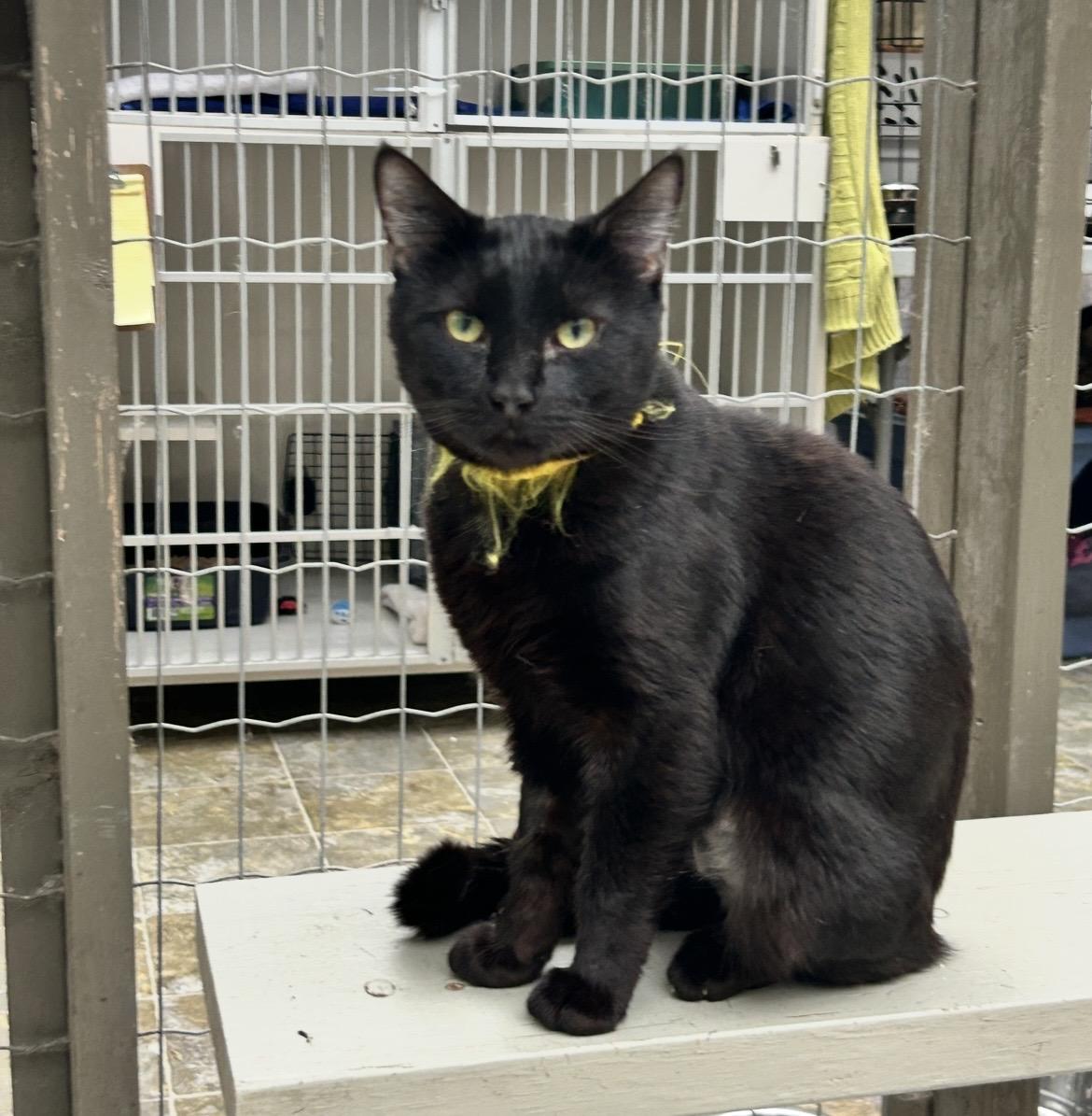 Enlarge Verano, a ADOPTABLE Domestic Short Hair in Maple Ridge, BC image 3/6