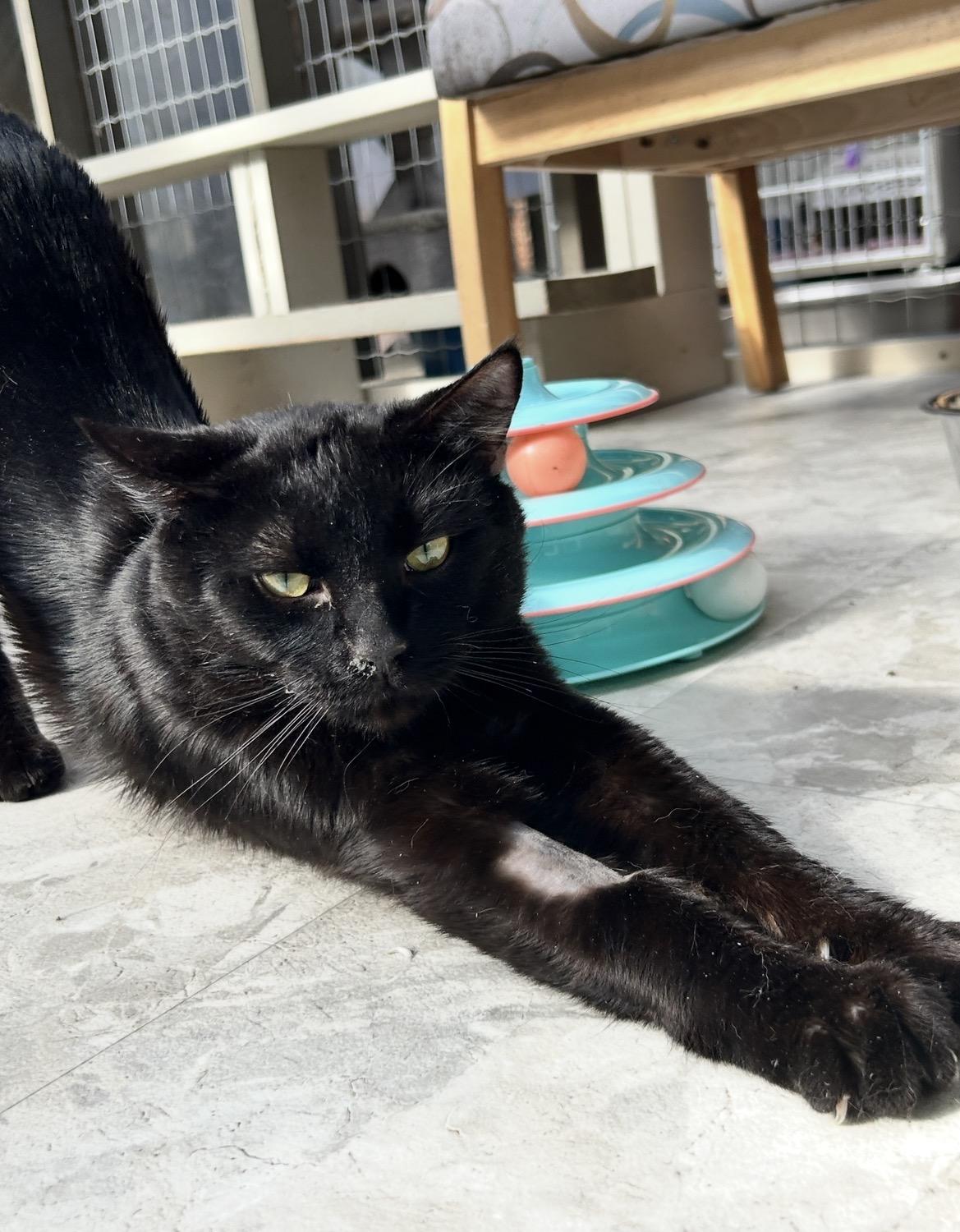 Enlarge Verano, a ADOPTABLE Domestic Short Hair in Maple Ridge, BC image 5/6
