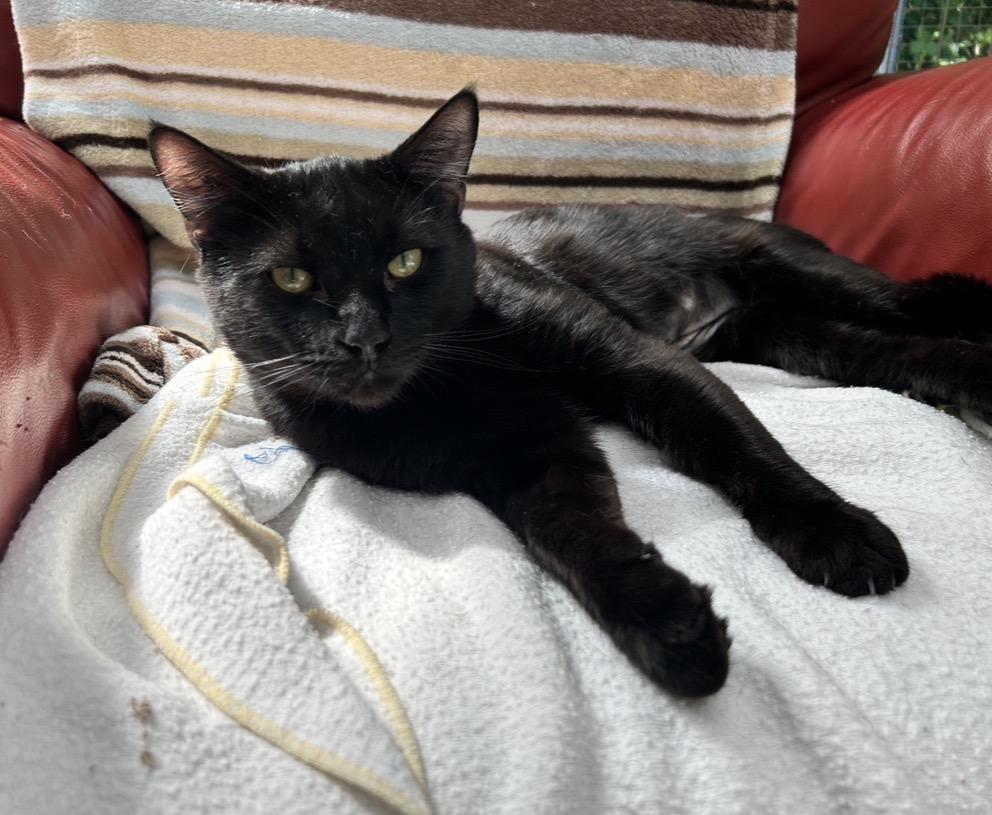 Enlarge Verano, a ADOPTABLE Domestic Short Hair in Maple Ridge, BC image 6/6