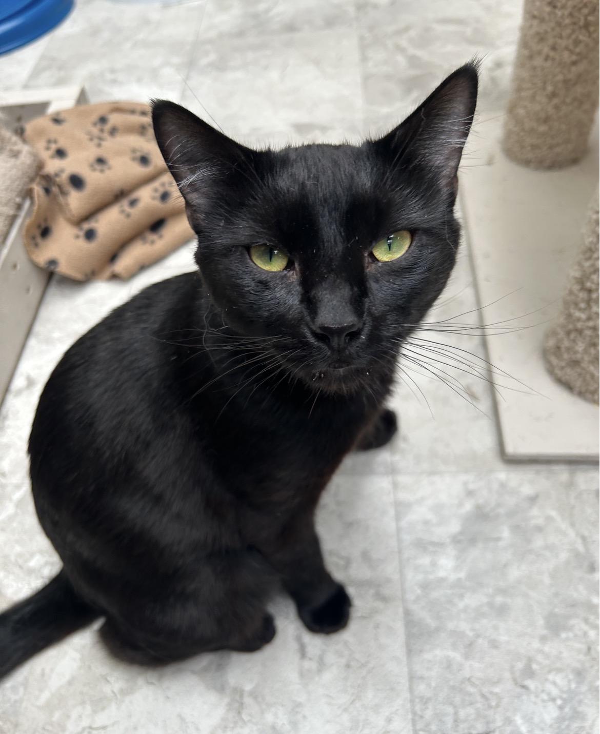 Verano, ADOPTABLE, Young Male Domestic Short Hair.