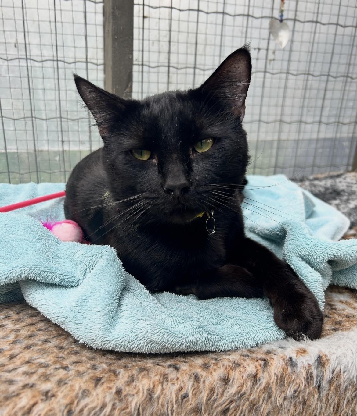 Enlarge Verano, a ADOPTABLE Domestic Short Hair in Maple Ridge, BC image 4/6