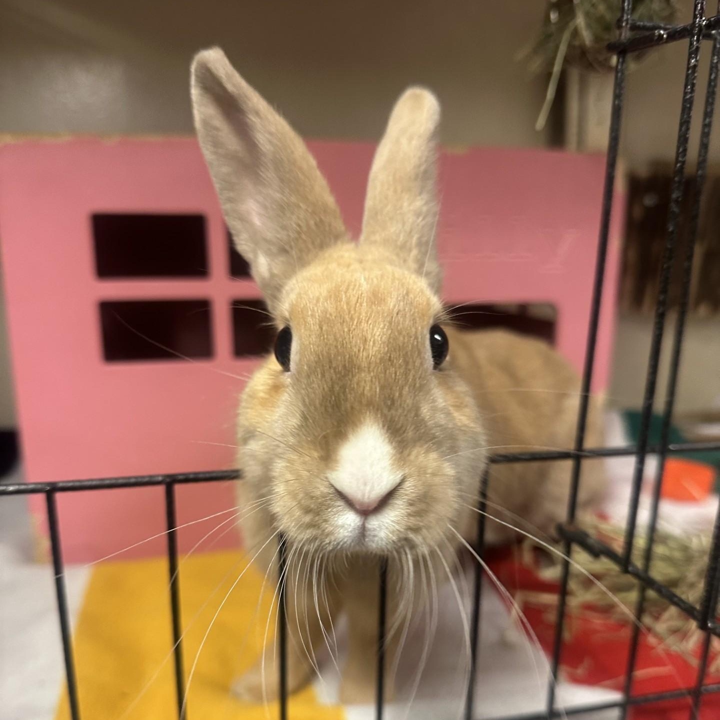 Enlarge Tina, a Adoptable mixed breed in Vancouver, BC image 1/6