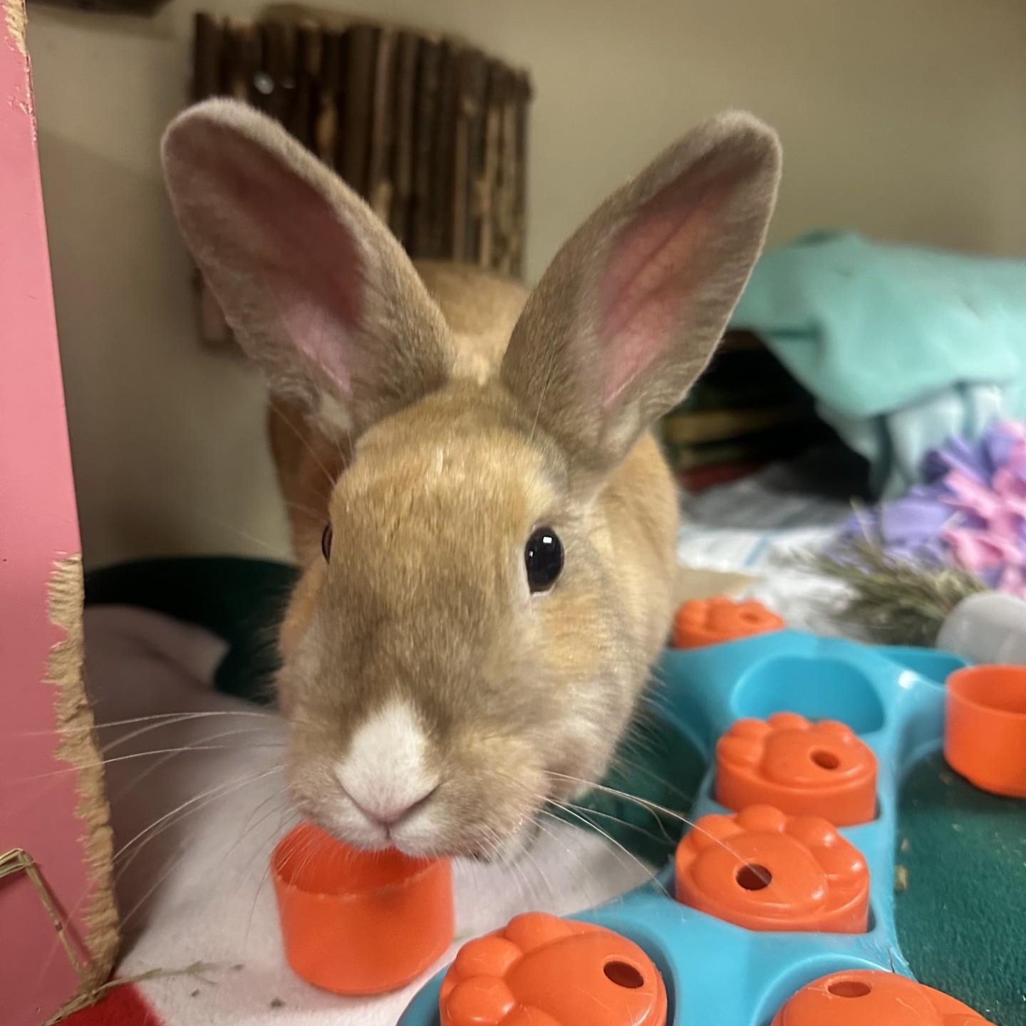 Enlarge Tina, a Adoptable mixed breed in Vancouver, BC image 5/6