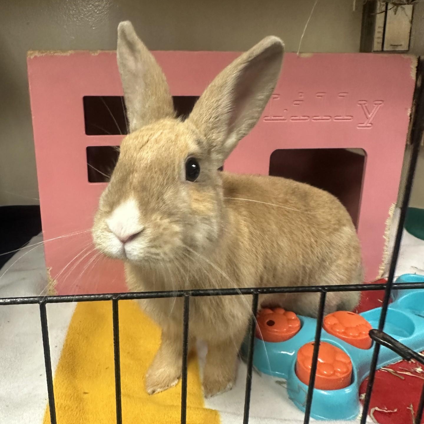 Enlarge Tina, a Adoptable mixed breed in Vancouver, BC image 4/6