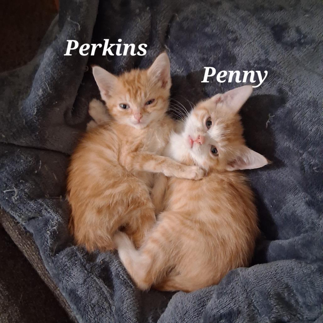 Penny C12694 photo