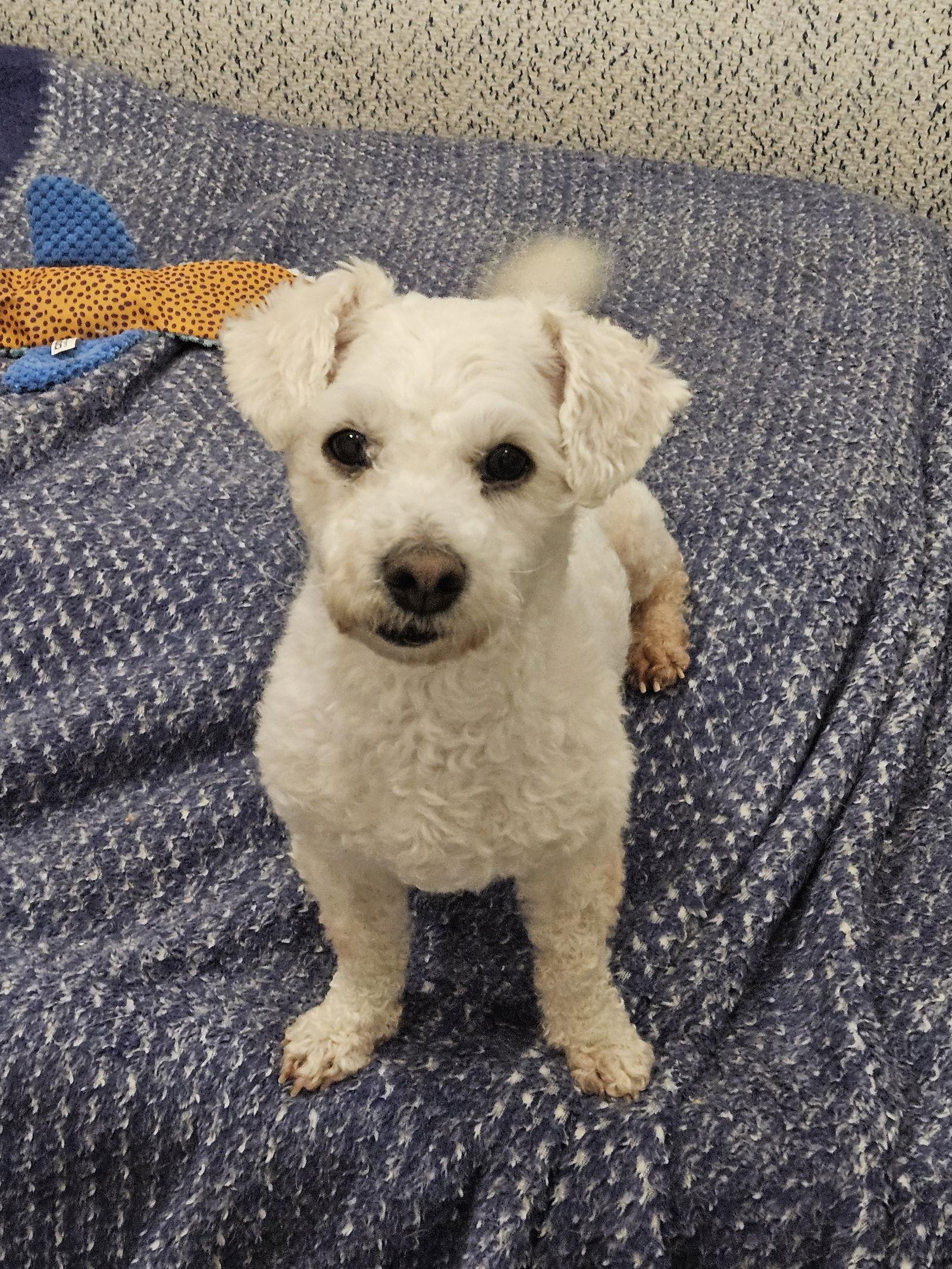 VICTORY, Adoptable, Adult Male Bichon Frise.