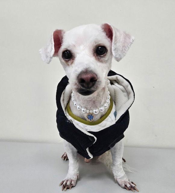 VICTORY, Adoptable, Adult Male Bichon Frise.