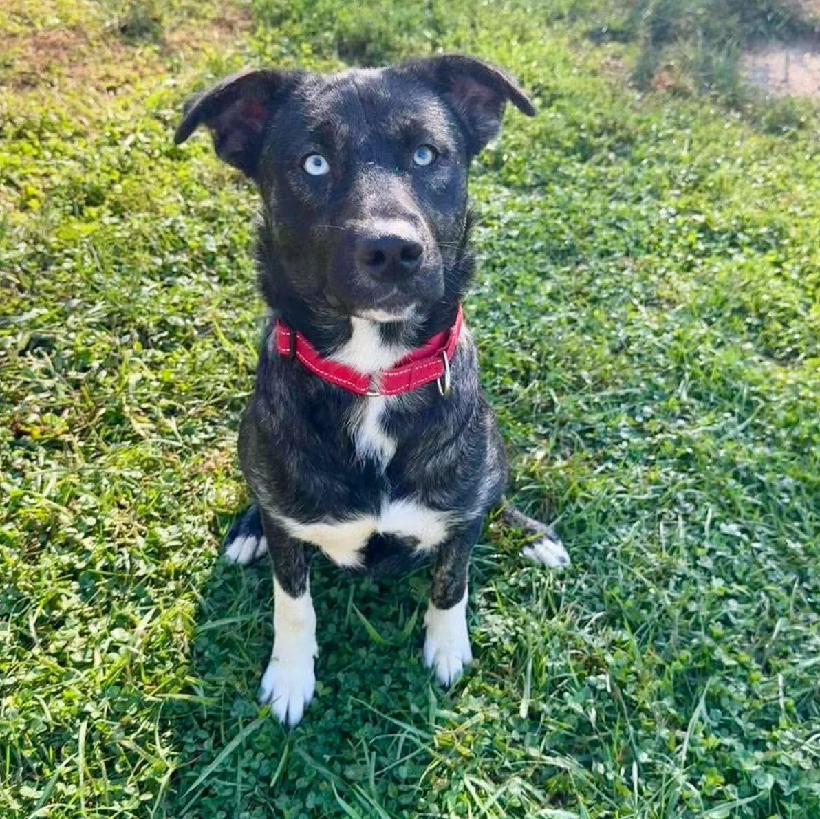 Enlarge Rapunzel, a Adoptable mixed breed in Burlington, CT image 2/6