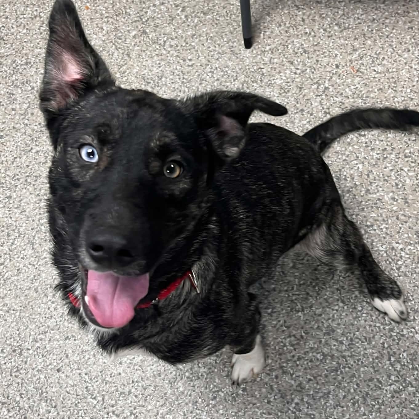 Enlarge Rapunzel, a Adoptable mixed breed in Burlington, CT image 4/6