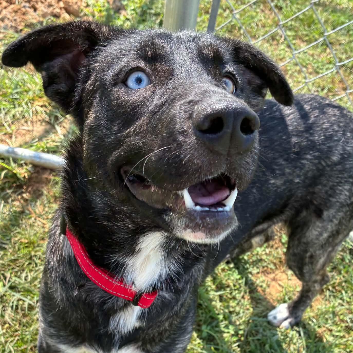 Enlarge Rapunzel, a Adoptable mixed breed in Burlington, CT image 1/6