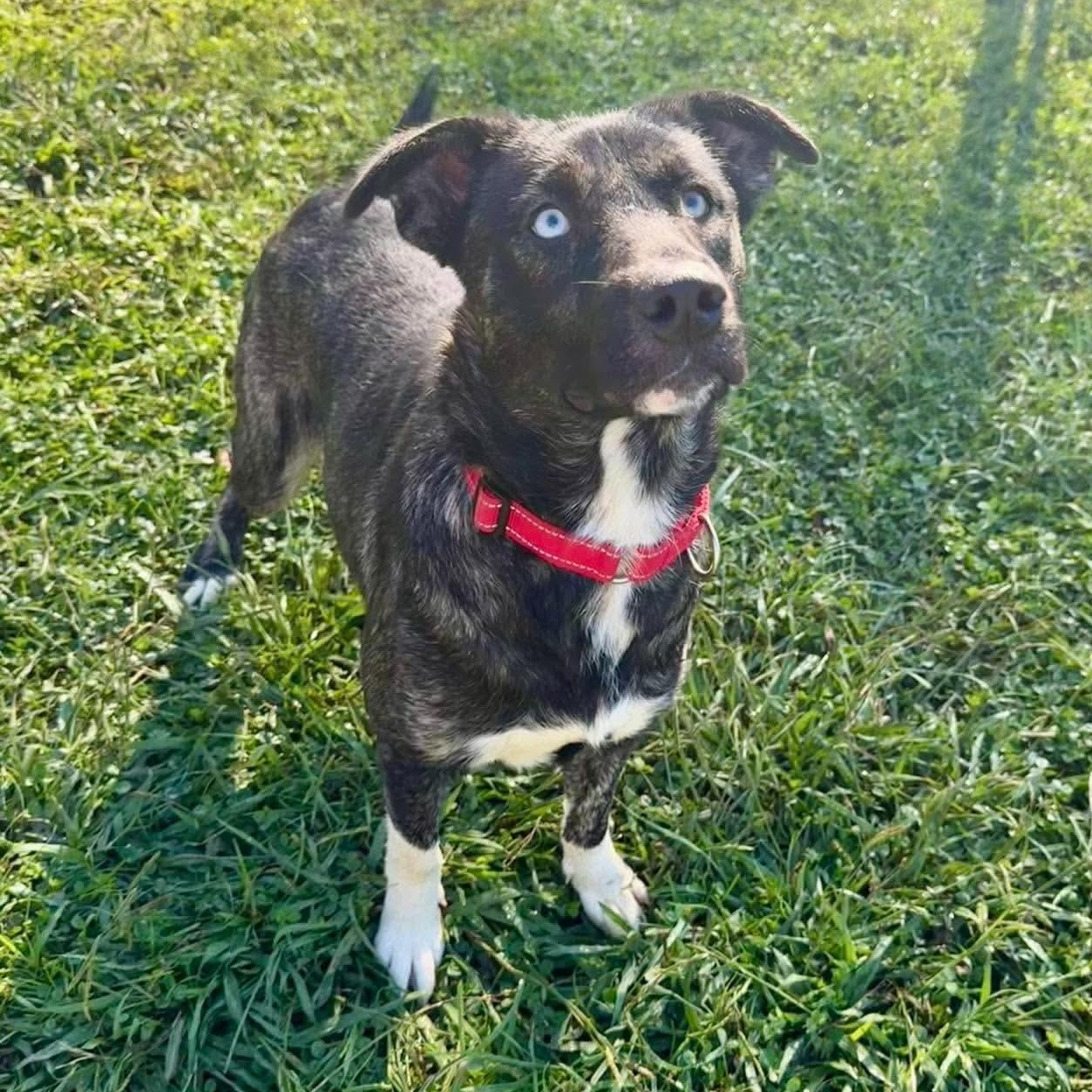 Enlarge Rapunzel, a Adoptable mixed breed in Burlington, CT image 5/6