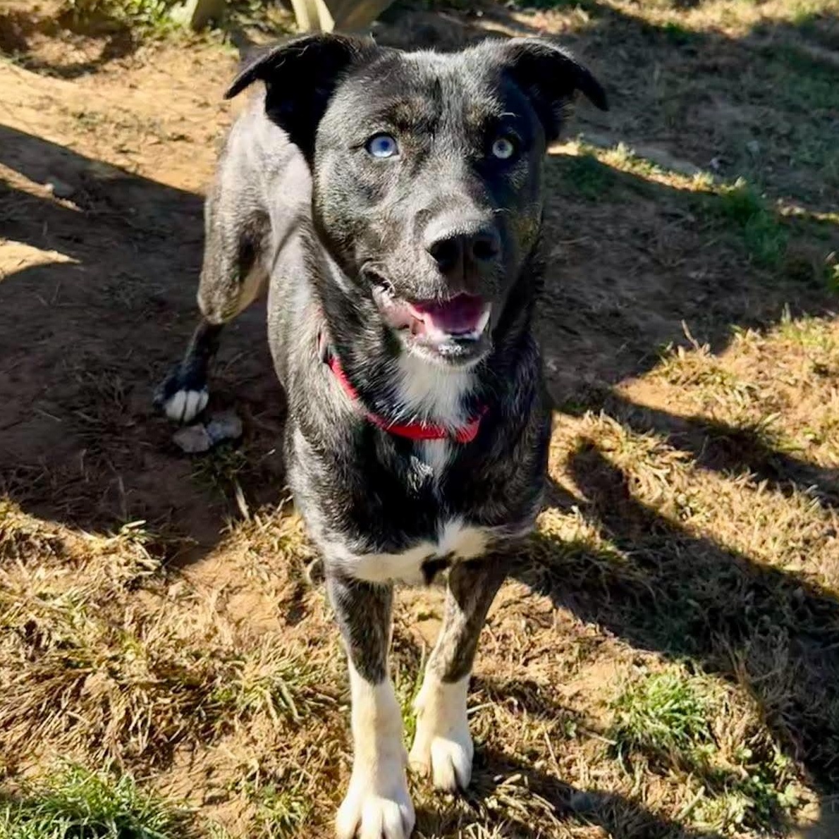 Rapunzel, Adoptable, Young Female German Shepherd Dog & Husky.
