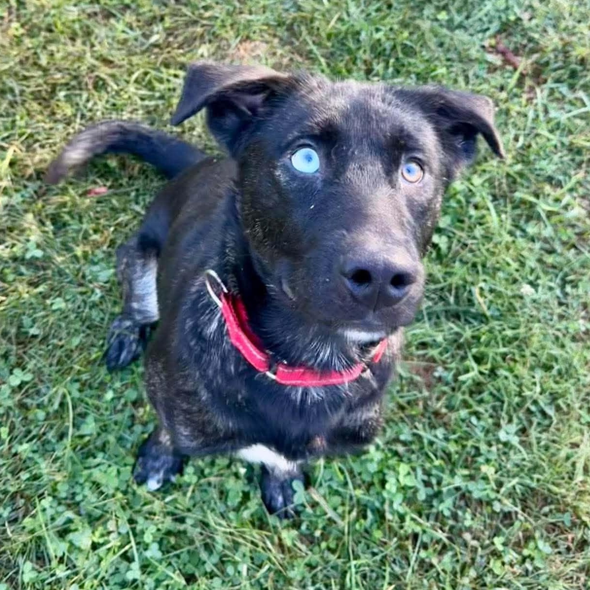 Enlarge Rapunzel, a Adoptable mixed breed in Burlington, CT image 3/6