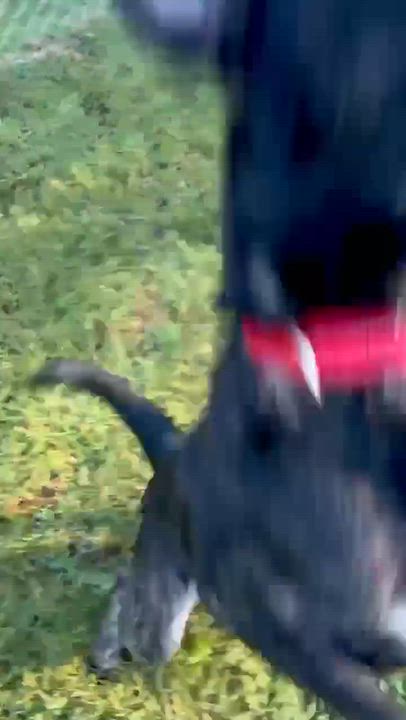 Enlarge Rapunzel, a Adoptable mixed breed in Burlington, CT video 6/6
