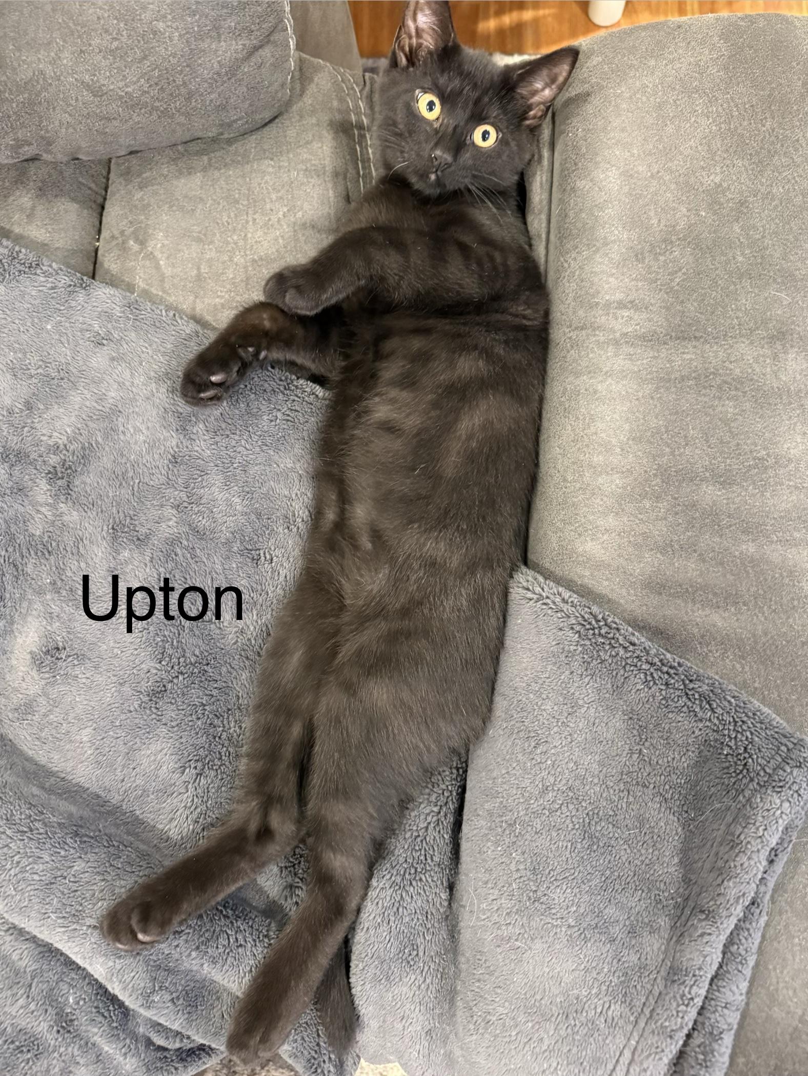 Enlarge Upton, an adopted Domestic Short Hair in Middletown, CT image 4/5