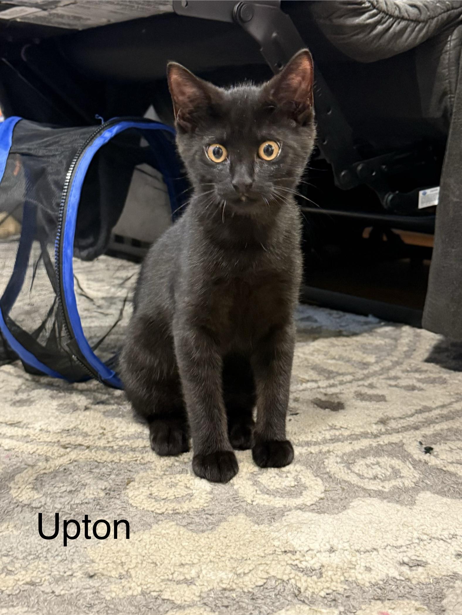 Enlarge Upton, an adopted Domestic Short Hair in Middletown, CT image 3/5