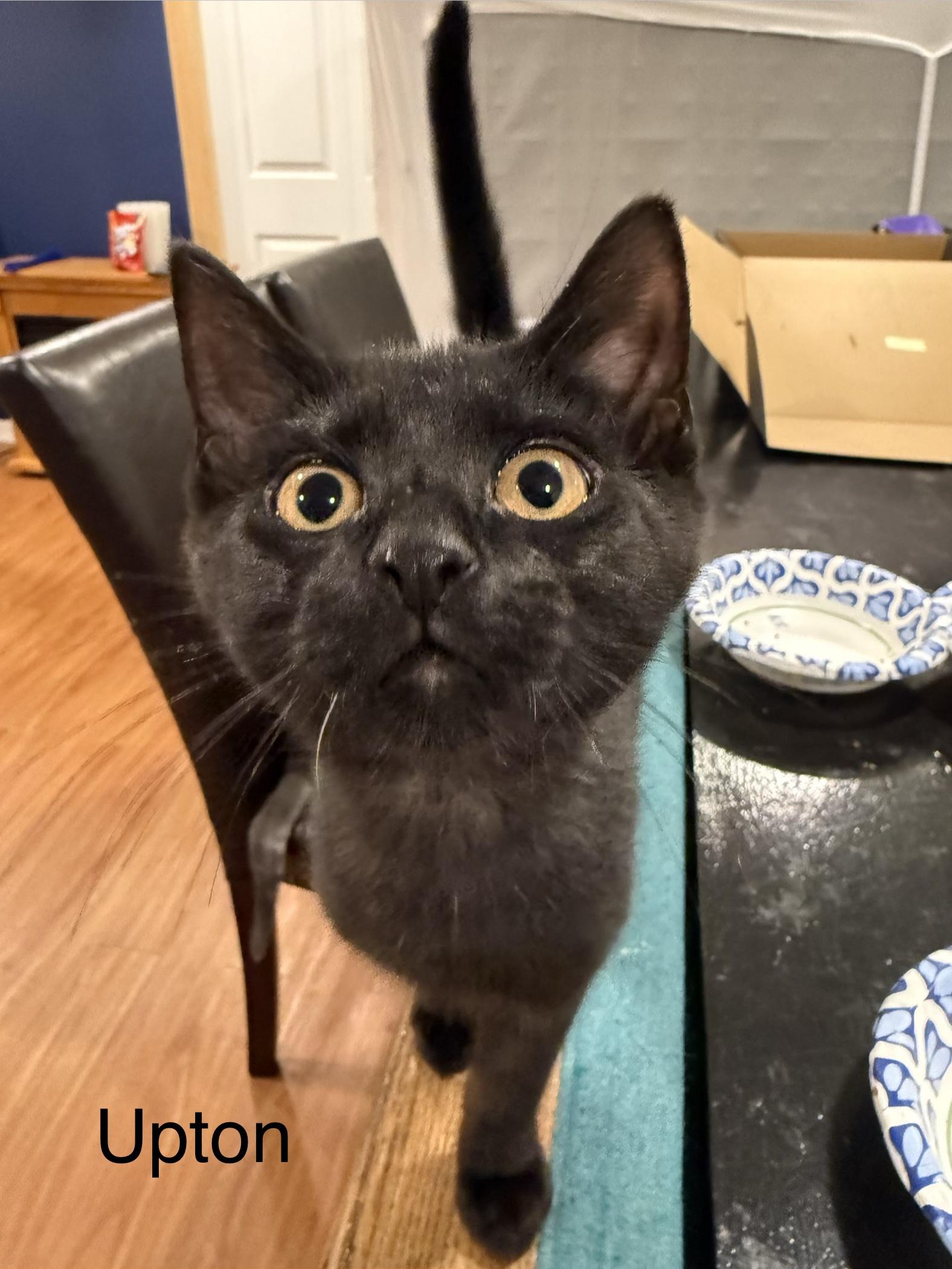 Enlarge Upton, an adopted Domestic Short Hair in Middletown, CT image 2/5