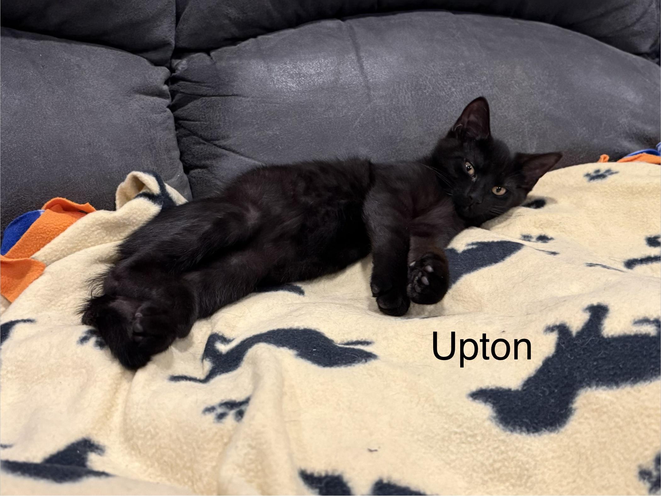 Enlarge Upton, an adopted Domestic Short Hair in Middletown, CT image 5/5