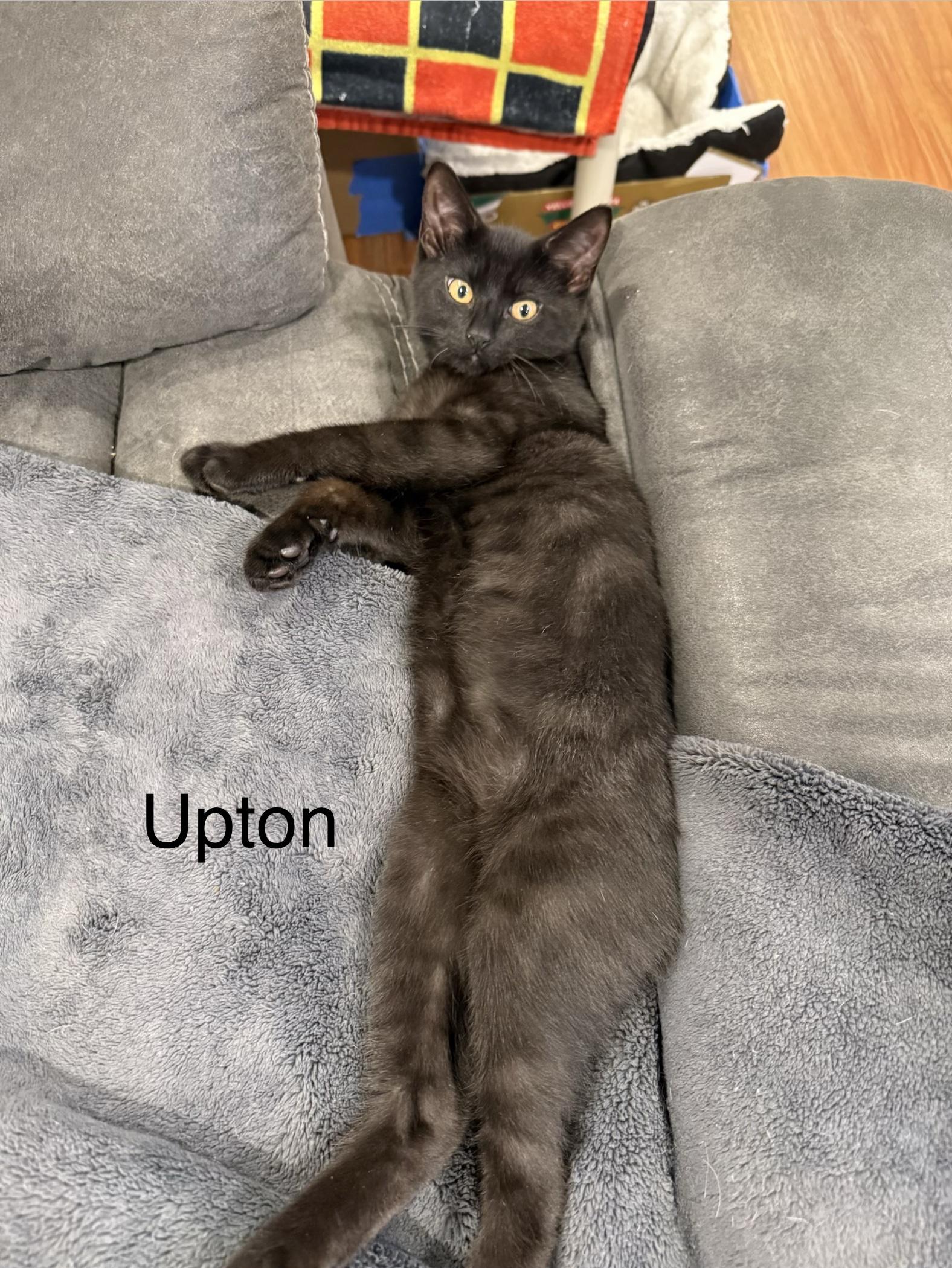 Upton, adopted, Kitten Male Domestic Short Hair.