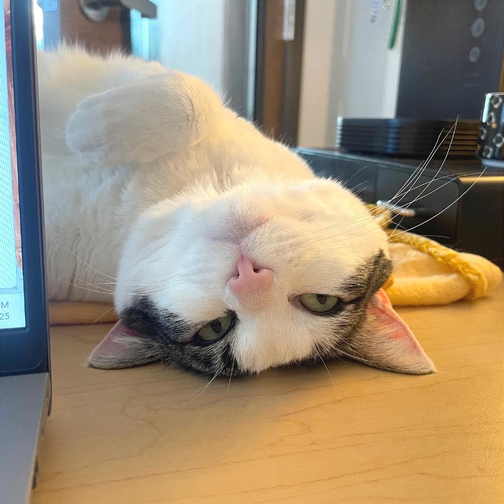 Tina, Adoptable, Adult Female Domestic Short Hair.