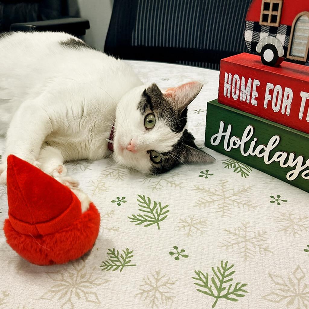 Tina, Adoptable, Adult Female Domestic Short Hair.